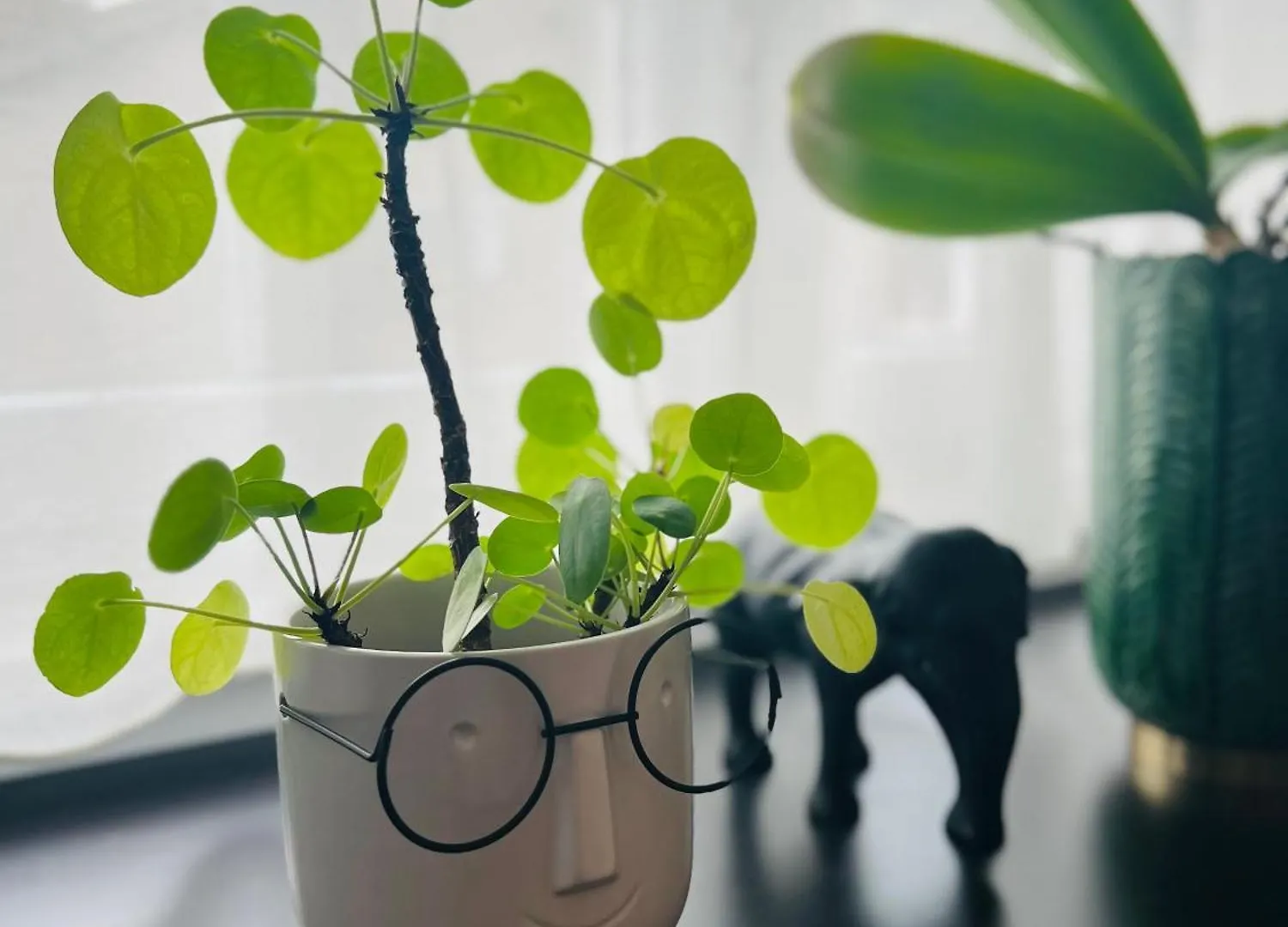 פאז'אנה Boutique Apartment Lola קרואטיה