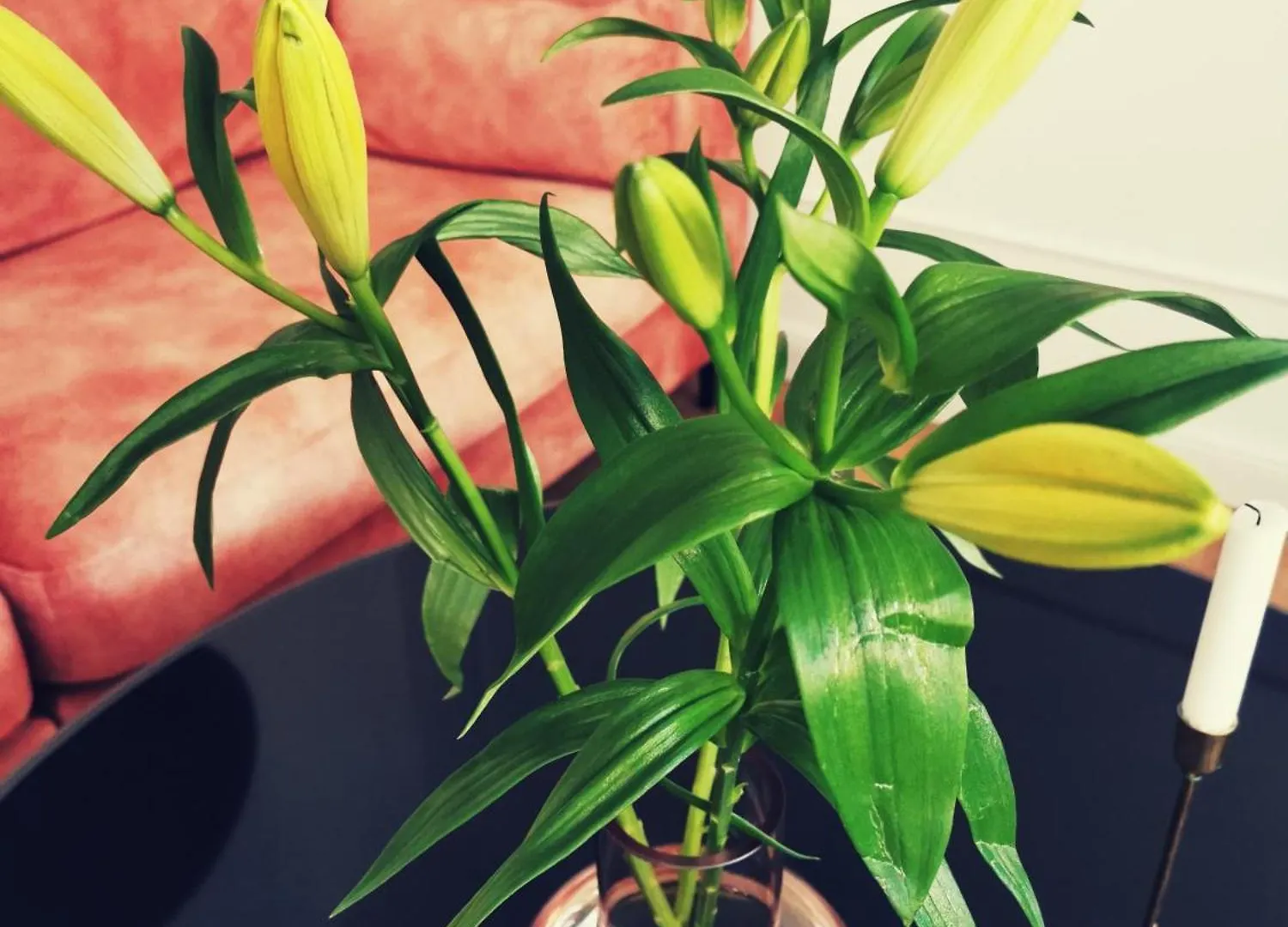 פאז'אנה Boutique Apartment Lola 0*,
